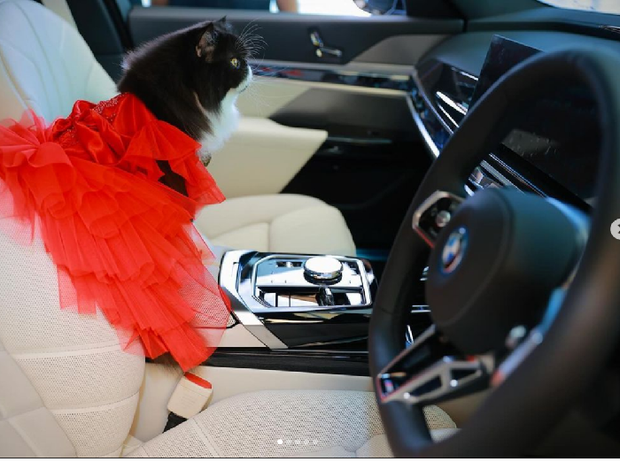 Kucing Dapat Hadiah Mobil