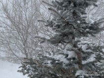 Pohon Bisa Meledak saat Musim Dingin, Ini Penjelasan Ahli