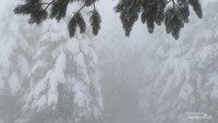 Tebalnya salju yang menutupi pohon di Gunung Uludag.