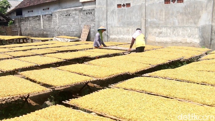 Musim kemarau membawa berkah bagi para petani tembakau