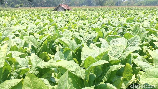 Musim kemarau membawa berkah bagi para petani tembakau