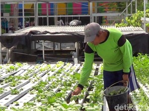 Panas Ekstrem, Sayuran Hidroponik di Lamongan Kering dan Mati