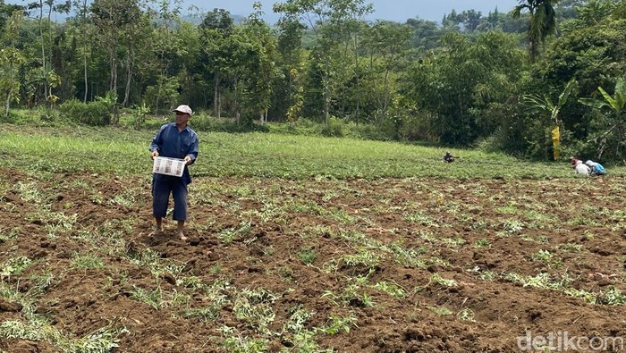 Petani ubi di Sukabumi.