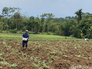 Keluh Kesah Petani Ubi Kala Permintaan Ekspor Tinggi Tapi Pupuk Mahal