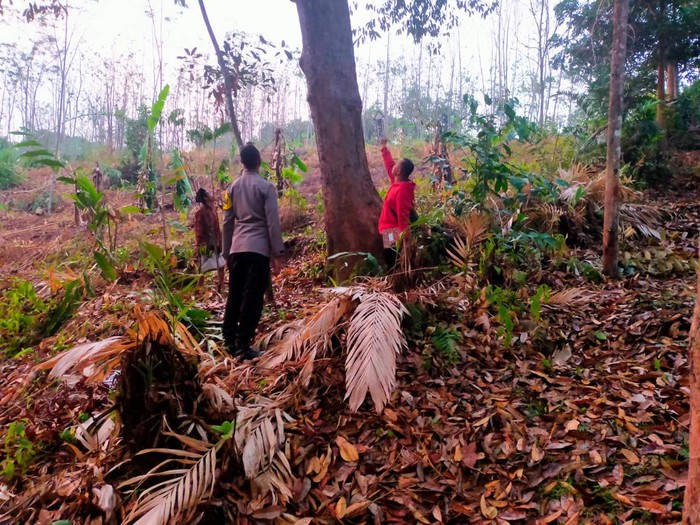 Petugas Polsek Doro, Polres Pekalongan, melakukan olah TKP dalam peristiwa dua warga tewas tersambar petir saat memanjat pohon durian, Selasa (24/10/2023).