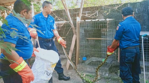 Personel Damkartan Kabupaten Karangasem menangkap piton yang masuk rumah warga di Karangasem, Rabu (25/10/2023).