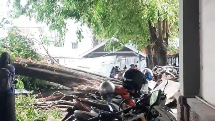 Pohon tumbang di parkiran UMS menimpa banyak motor, Rabu (25/10/2023).