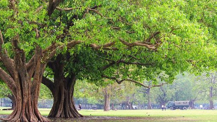 Pohon yang bisa merusak fondasi rumah