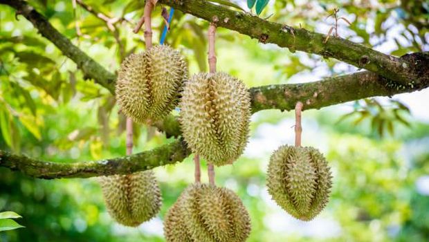 Pohon yang bisa merusak fondasi rumah