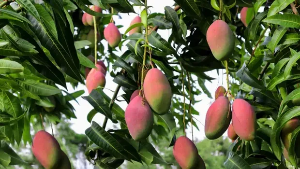 Pohon yang bisa merusak fondasi rumah