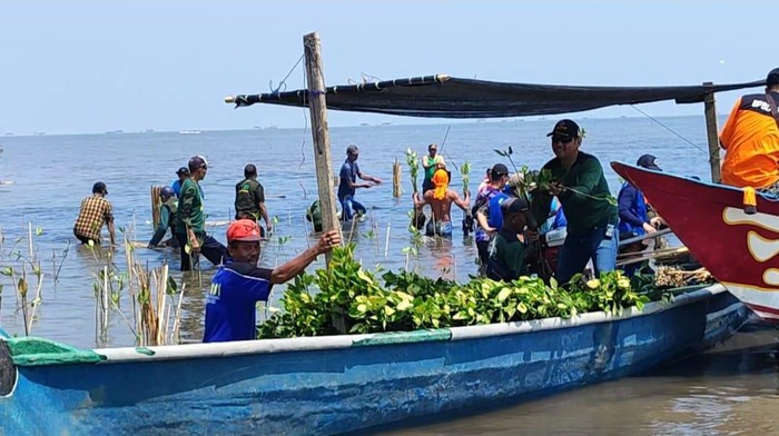 Ratusan Orang Tanam 10.000 Mangrove di Pantai Rejoso Pasuruan