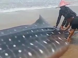 Hiu Tutul Terdampar dalam Kondisi Mati di Pantai Selatan Pandeglang