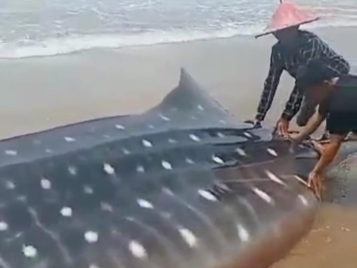 Seekor Hiu Tutul ditemukan terdampar dalam kondisi mati di Pantai Kampis, Pandeglang, Banten.
