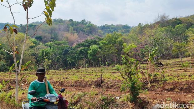 Lahan di gunung di Kalurahan Kampung, Kapanewon Ngawen, Gunungkidul yang 5 tahun sudah tidak produktif akibat serangan MEP
