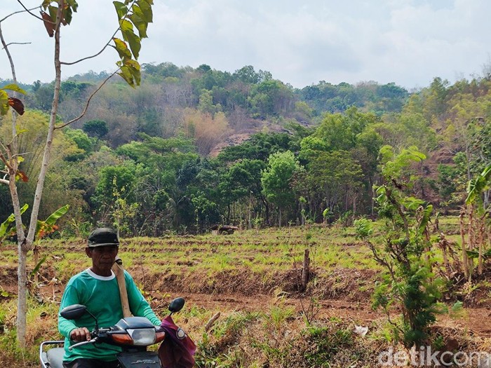 Lahan di gunung di Kalurahan Kampung, Kapanewon Ngawen, Gunungkidul yang 5 tahun sudah tidak produktif akibat serangan MEP