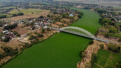 Penampakan Sungai Bengawan Solo yang Dipenuhi Eceng Gondok