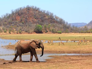 Hilang 3 Hari di Taman Nasional Zimbabwe, Turis Ditemukan Hidup
