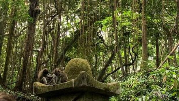Tercengang dengan Keramahan Kera di Ubud Dua anak kera sedang bermain