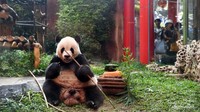 Cai Tao