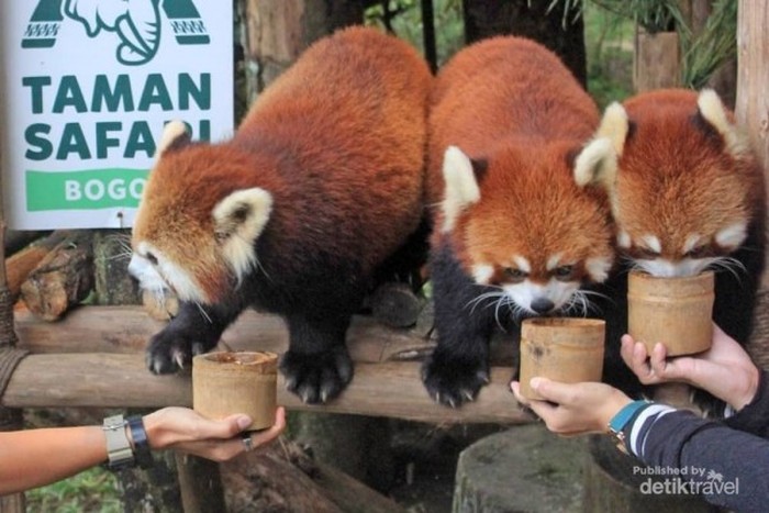 Panda Merah