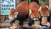 Panda Merah