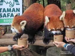 Harga Tiket Masuk Taman Safari Indonesia, Cocok untuk Liburan Nataru!