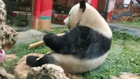 Hu Chun