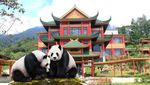 Tak Perlu Jauh-jauh ke China, Lihat Panda Bisa di Cisarua