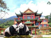 Tak Perlu Jauh-jauh ke China, Lihat Panda Bisa di Cisarua