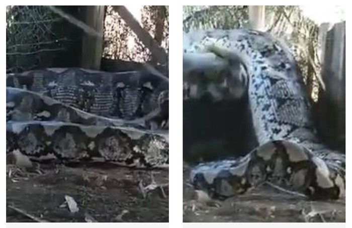 Video Penyiksaan Ular Piton yang Viral di India