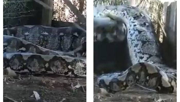 Video Penyiksaan Ular Piton yang Viral di India