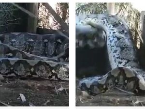 Video Viral Dugaan Penyiksaan Ular Piton Habis Mangsa Hewan