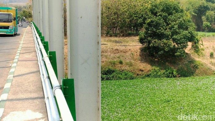 Bengawan Solo Penuh Eceng Gondok