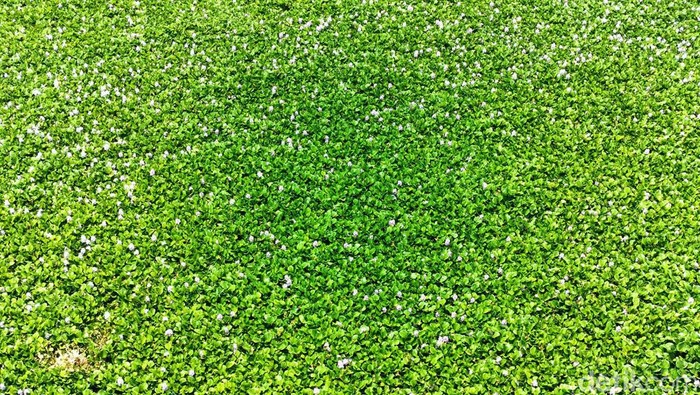 Bengawan Solo Penuh Eceng Gondok