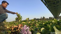 Seorang warga sekitar sedang mengambil eceng gondok yang memenuhi Sungai Bengawan Solo.