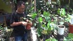 Warga Lumajang Cuan Belasan Juta Berkat Budidaya Tanaman Hias