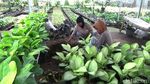 Warga Lumajang Cuan Belasan Juta Berkat Budidaya Tanaman Hias