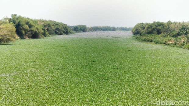 eceng gondok di bengawan solo bojonegoro