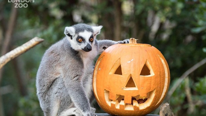 Halloween di London Zoo