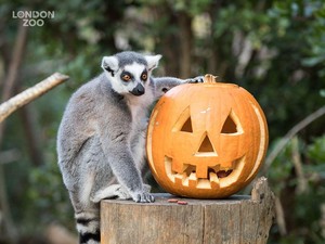 Sambut Halloween, Binatang di London Zoo Pesta Labu Jack O Lantern