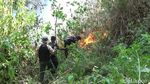 Hutan Pinus di Kaki Gunung Semeru Terbakar