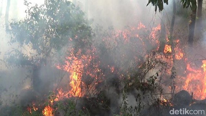hutan pinus kaki gunung semeru terbakar hutan pinus kaki gunung semeru terbakar