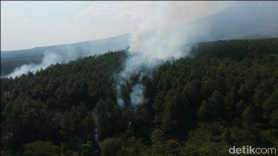 Hutan Pinus di Kaki Gunung Semeru Terbakar