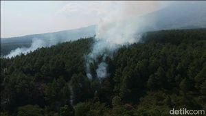 Hutan Pinus di Kaki Gunung Semeru Terbakar
