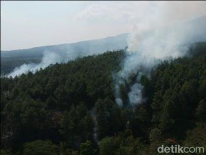 Hutan Pinus di Kaki Gunung Semeru Terbakar