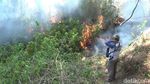 Hutan Pinus di Kaki Gunung Semeru Terbakar