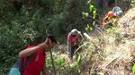 Hutan Pinus di Kaki Gunung Semeru Terbakar