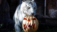 Kebun binatang ini memiliki konsep unik dengan memberikan makan daging untuk harimau yang di letakkan di dalam labu khas hari Halloween.   