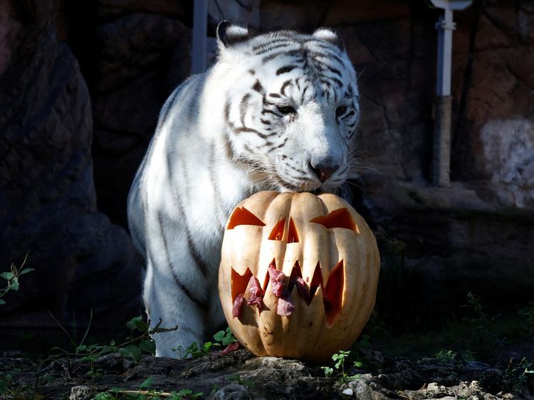 Jelang Halloween, Kebun Binatang Ini Beri Makan Harimau dengan Wadah Labu
