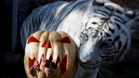 Seperti diketahui, Halloween diperingati setiap tanggal 31 Oktober.